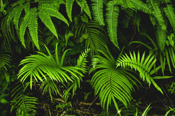 Fern ve tropikal yaprak yumuşak bir filtre ile karanlık bir arka plan üzerinde