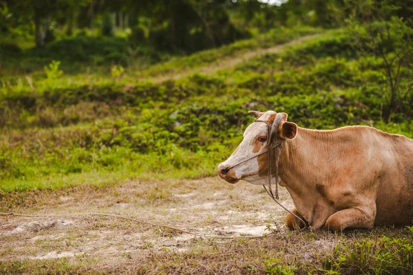 Doğadaki Asya mera üzerinde inek