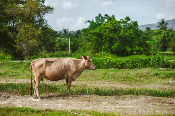 Doğadaki Asya mera üzerinde inek