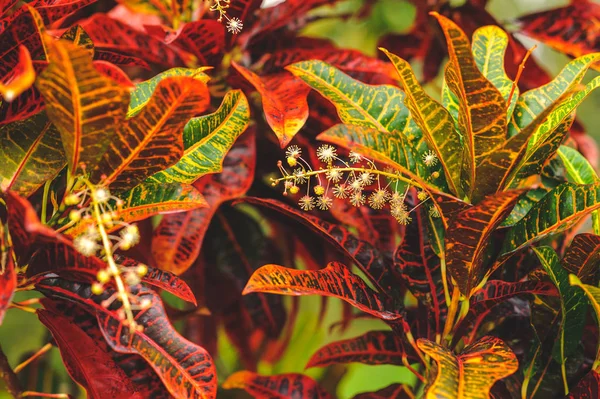 red, yellow and green leaves of Codiaeum variegatum (garden croton) close-up in the garden
