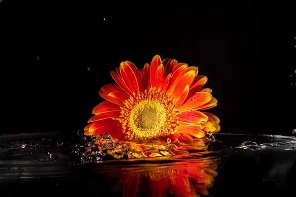 Помаранчева Квітка Гербери Чорному Тлі Воді Відображенням — стокове фото