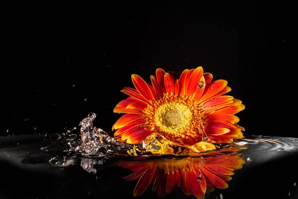 orange gerbera flower on a black background in water with reflection