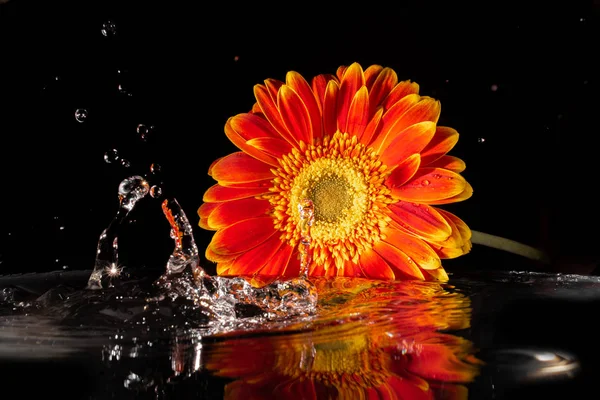 yansıması ile su da siyah bir arka plan üzerinde turuncu gerbera çiçek