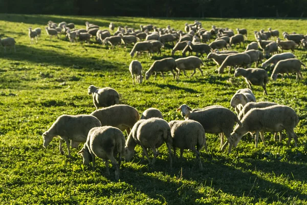 Grup de alamos en el mumyalama de Pineta, Populus Alba, valle de Pineta, parque nacional de Ordesa y Monte Perdido, Provincia de Huesca, Comunidad Autnoma de Aragon, cordillera de los Pirineos, İspanya, Avrupa