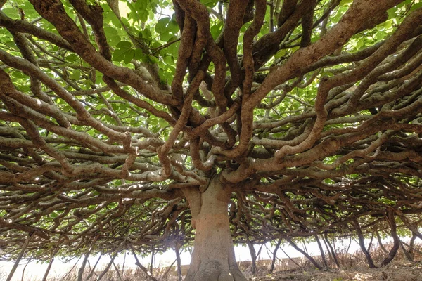 Higuera Can Toni Mestre Catgado Como Arbol Singone Formentera Balearic — 스톡 사진