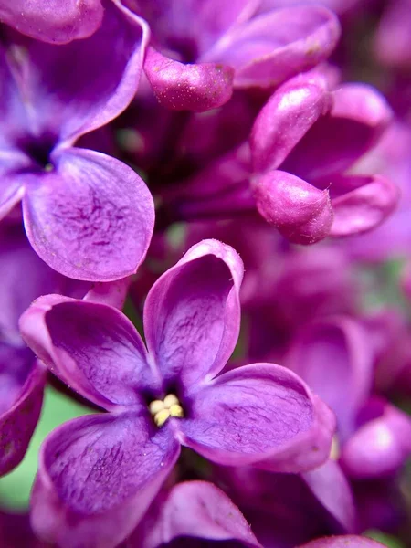 Blossom Lilac Flower Macro — Stock Photo, Image