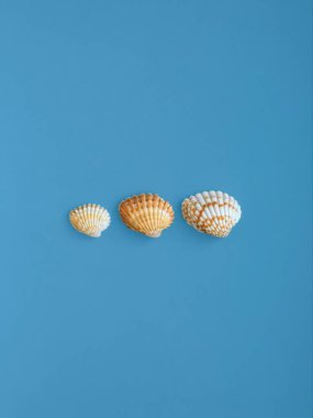 Mavi arka plan, deniz kabuğu deseni  