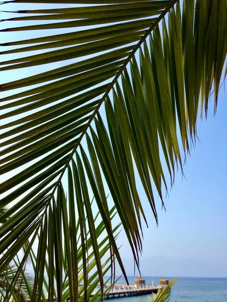 Palmenblätter Vor Dem Hintergrund Des Meeres — Stockfoto