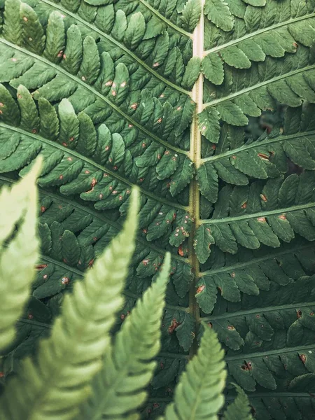 Hojas Helecho Verde Patrón Naturaleza — Foto de Stock