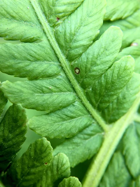 Grüne Farnblätter Natur Makro — Stockfoto