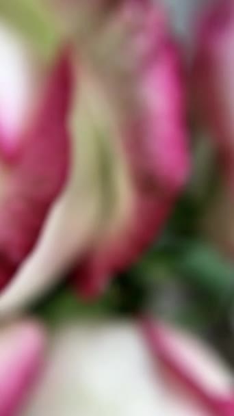 Roze Rozen Macro — Stockvideo