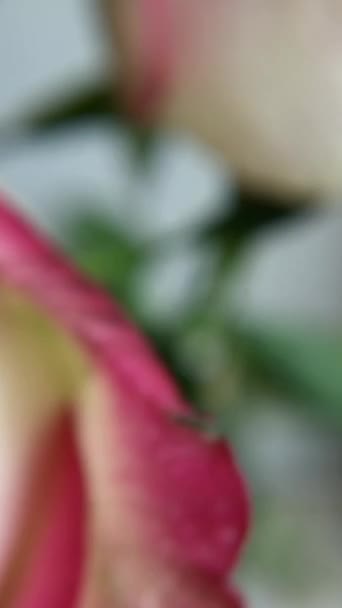 Розовые Розы Макро — стоковое видео