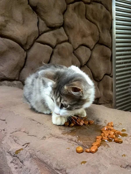 Obdachloses Kätzchen Frisst Katzenfutter — Stockfoto