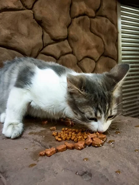 Бездомный Котёнок Ест Кошачий Корм — стоковое фото