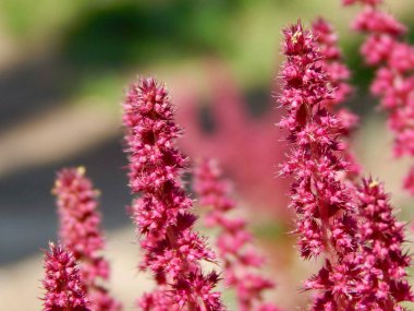       Kapalı çekim, makroda pembe çiçekler.                         