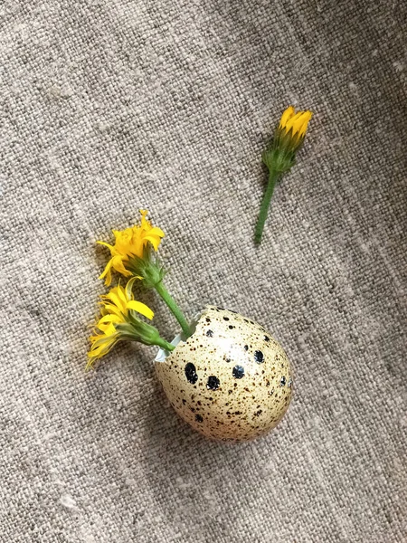 Желтые Цветы Осеннего Одуванчика Скорлупе Перепелиного Яйца Фоне Натуральной Грубой — стоковое фото