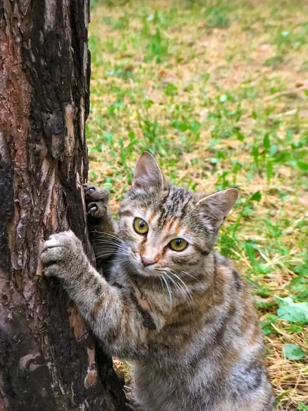 Tabby Cat Green Eyes Sharpens Its Claws Pine Tree — Stock Photo, Image