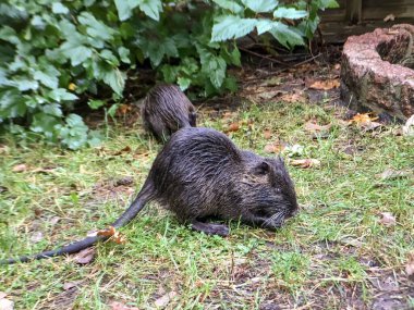Çim ve çam iğneleri arasında siyah hindistan cevizi