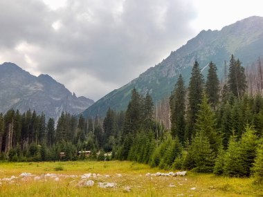 Dağ manzarası, yeşil çayır, ladin.