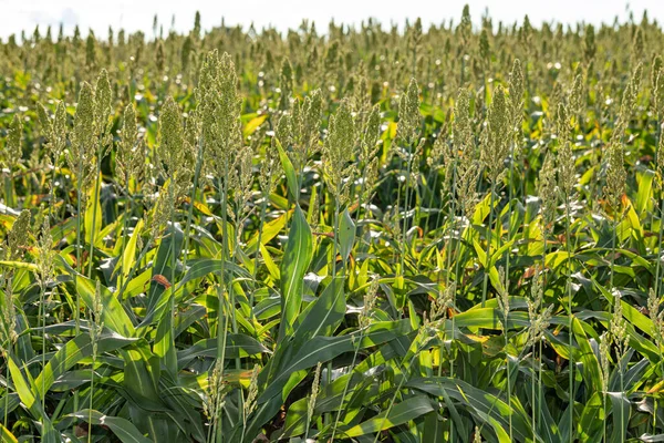 Sorghum çiftliği. Hayvan yemi için Sorghum kültürü. Sorghum hala yeşil ve taze. Seçici odak.