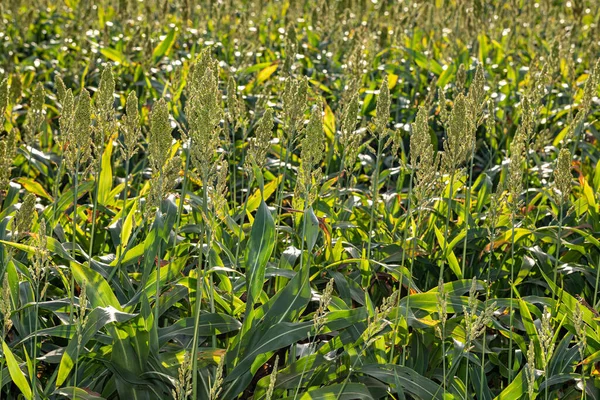 Sorghum çiftliği. Hayvan yemi için Sorghum kültürü. Sorghum hala yeşil ve taze. Seçici odak.