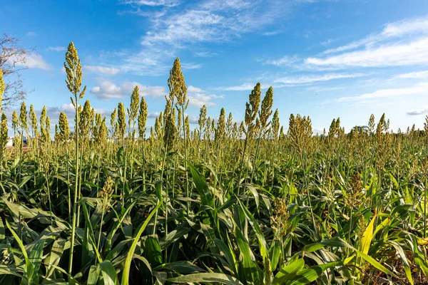Sorghum çiftliği. Hayvan yemi için Sorghum kültürü. Sorghum hala yeşil ve taze. Seçici odak.