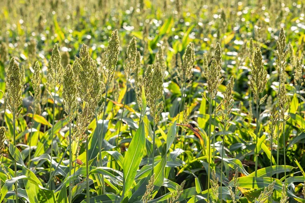 Sorghum çiftliği. Hayvan yemi için Sorghum kültürü. Sorghum hala yeşil ve taze. Seçici odak.