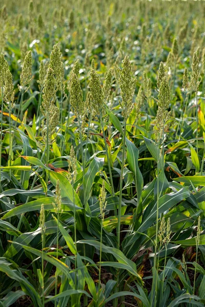 Sorghum çiftliği. Hayvan yemi için Sorghum kültürü. Sorghum hala yeşil ve taze. Seçici odak.