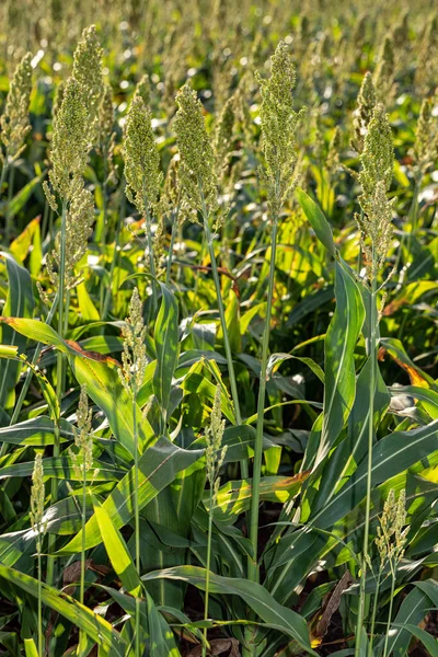 Sorghum çiftliği. Hayvan yemi için Sorghum kültürü. Sorghum hala yeşil ve taze. Seçici odak.
