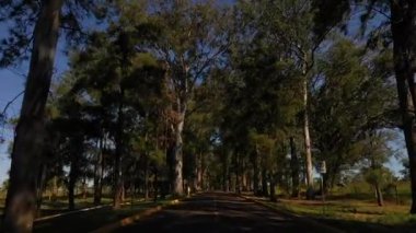 Dar bir yolda ağaçların altından geçerken ağaçların arasından bakan ilk kişi.