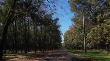 Lastik ağaçların arasından geçen dar bir yol. Lastik lateks çıkarma - Lastik üretim endüstrisi