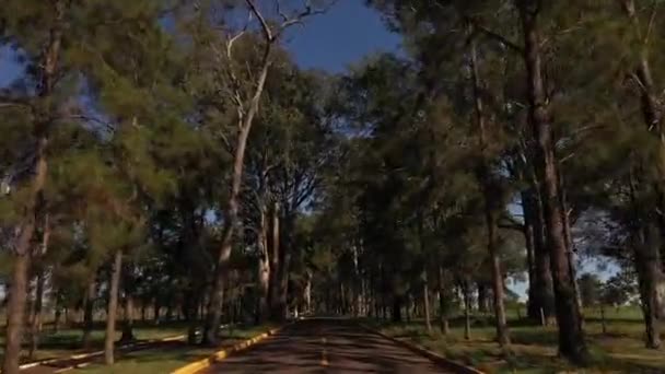 Passaggio Sotto Gli Alberi Una Strada Stretta Vista Prima Persona — Video Stock