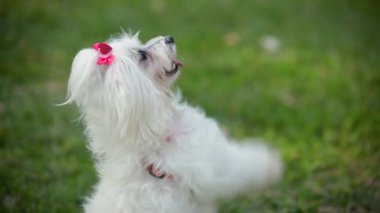 Uzun beyaz kürklü küçük Maltese köpeği, arka ayaklarıyla oynuyor ve alkışlıyor.
