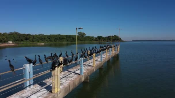 鳥の空中ビデオショットは川を泳いで飛んでいます アヒルやサギはタイテ川を泳いで飛んでいます — ストック動画