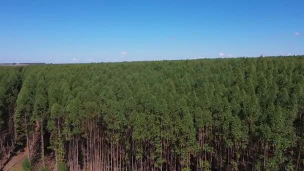 巴西桉树种植园 纤维素纸业的农业 从空中俯瞰绿色桉树林 无人机通过 — 图库视频影像