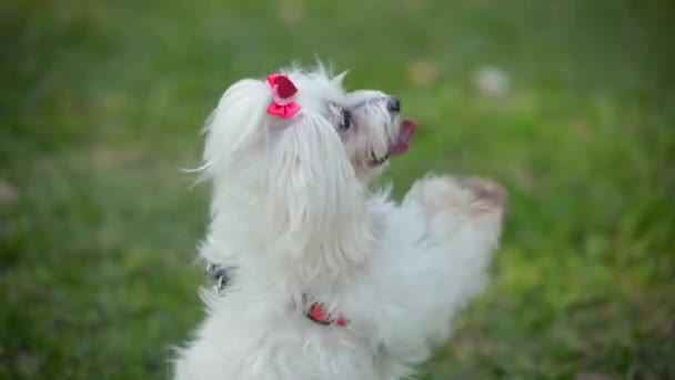 Kleiner Maltesischer Hund Mit Langem Weißen Fell Der Draußen Auf — Stockvideo