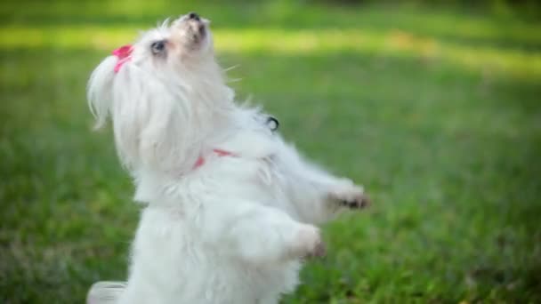 Kleiner Maltesischer Hund Mit Langem Weißen Fell Der Draußen Auf — Stockvideo