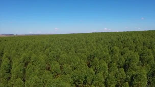 Eucalyptus Plantage Brazilië Landbouw Voor Cellulosepapierindustrie Luchtfoto Van Het Groene — Stockvideo