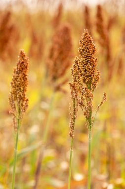 Sorghum çiftliği. Hayvan yemi için Sorghum kültürü. Sorghum hasat için hazır. Seçici odak.