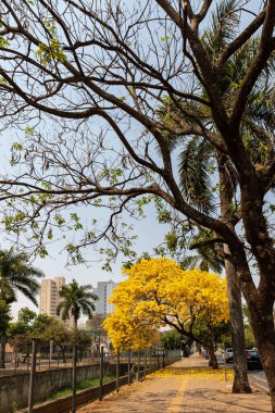 Tabebuia ağacı kaldırımda çiçek açmıştı. Brezilya 'da 