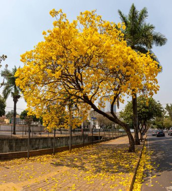 Tabebuia ağacı kaldırımda çiçek açmıştı. Brezilya 'da 