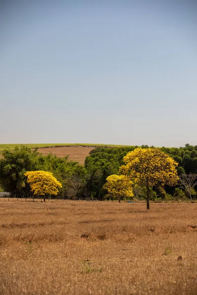 Tabebuia Boom Bloei Aan Kant Van Weg Brazilië Bekend Als — Stockfoto