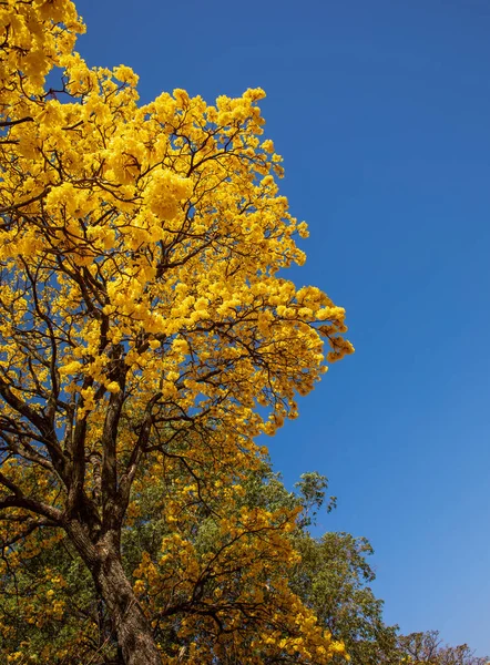 Altın ağaç ya da sarı tabebuia. Diğer isimler Sirindhorn sarısı, Pridiyathorn ve 