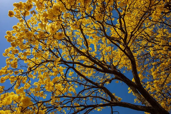 Altın ağaç ya da sarı tabebuia. Diğer isimler Sirindhorn sarısı, Pridiyathorn ve 
