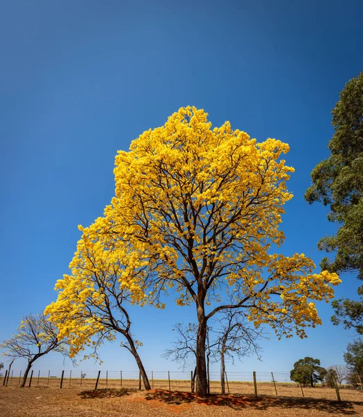Tabebuia ağacı yol kenarında çiçek açmış. Brezilya 'da 
