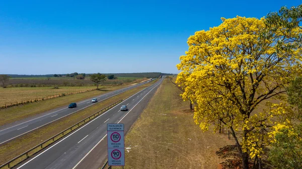 Tabebuia ağacı yol kenarında çiçek açmış. Brezilya 'da 