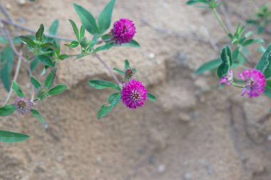 Tarlada yabani çiçekler