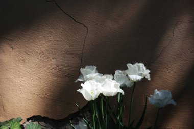 Beyaz laleler eski bir duvara karşı