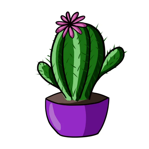Mor tencerede pembe çiçekli kaktüs. Botanik Sanatı.