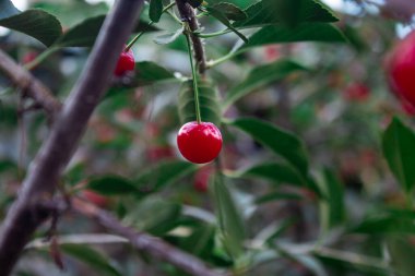 Kiraz ağacında sallanan kiraz